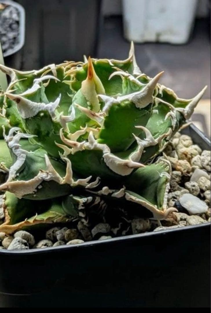 アガベ チタノタ 大白鯊 - メルカリ