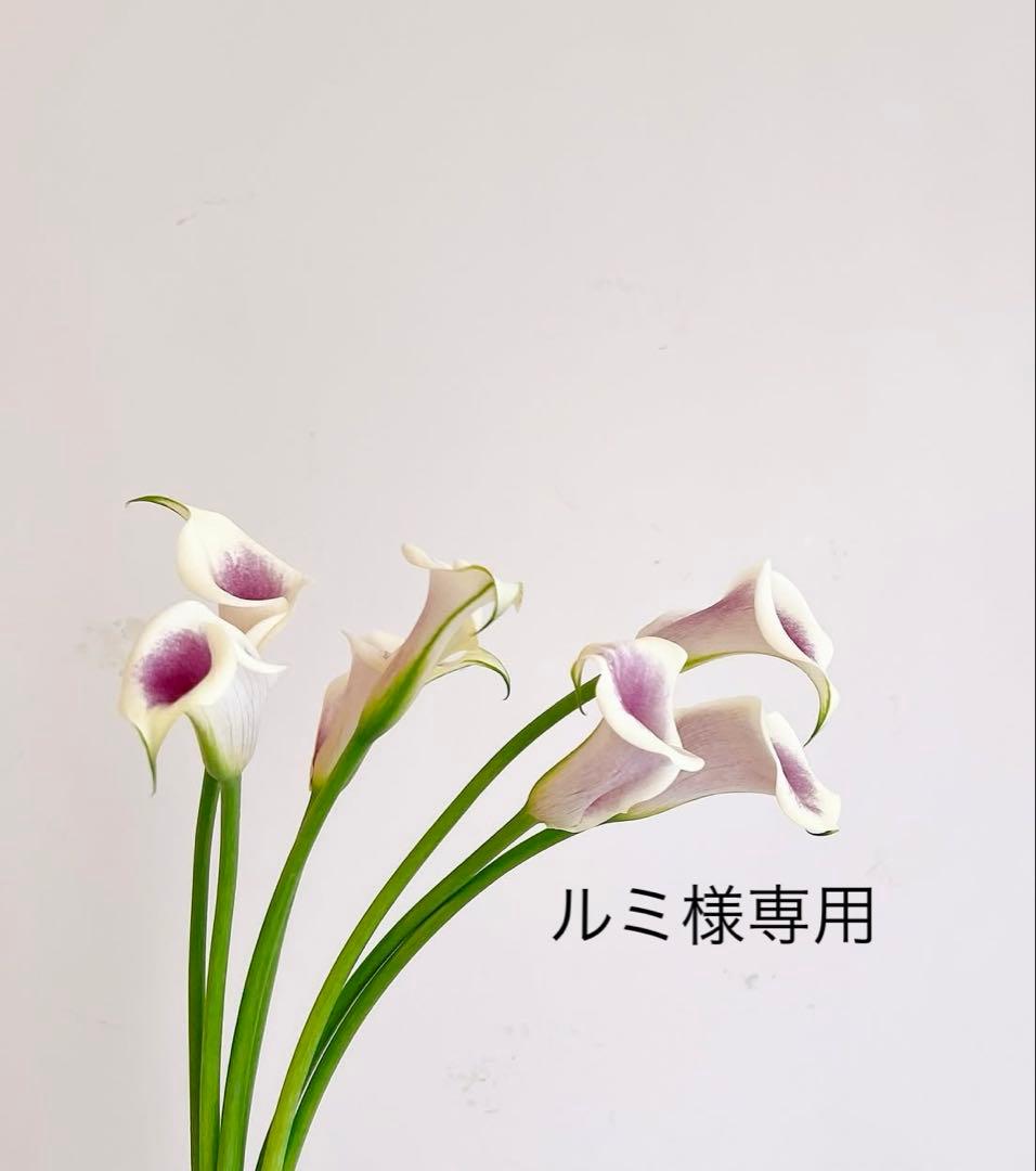 ルミ品 LEATHERBACK SEA TURTLE GIANT 0320 SERIES Ref.0325 | Luminox