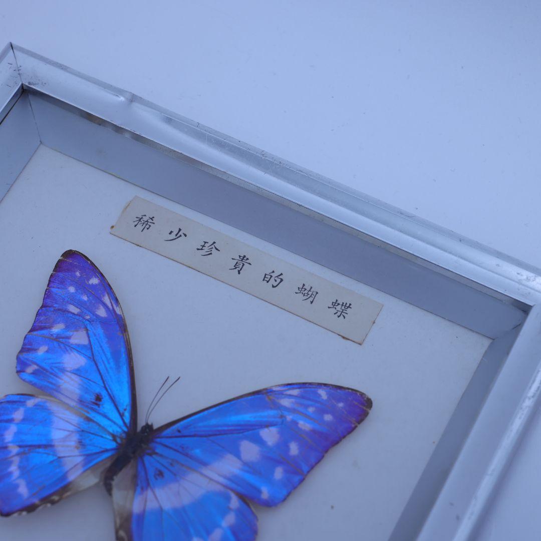 キプリスモルフォ 標本 額入り 稀少珍奇的胡蝶 - メルカリ