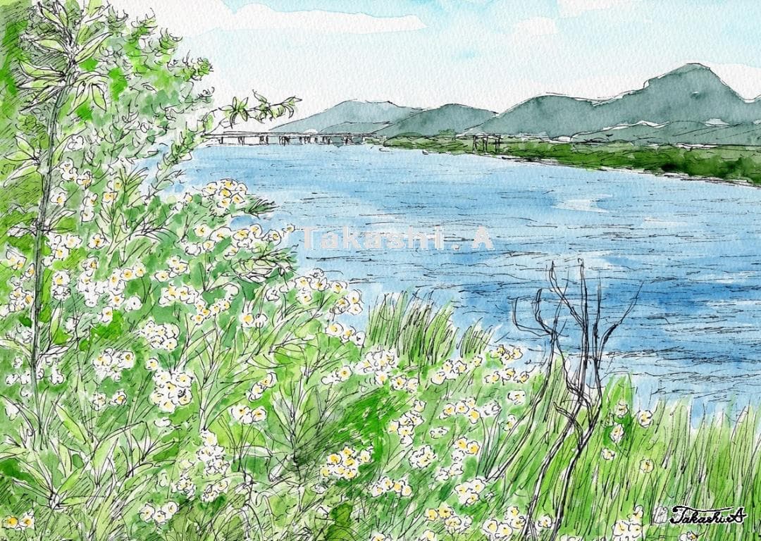 原画一点物 「川のほとりに咲く白い花」 ＜ペンスケッチ＋透明水彩