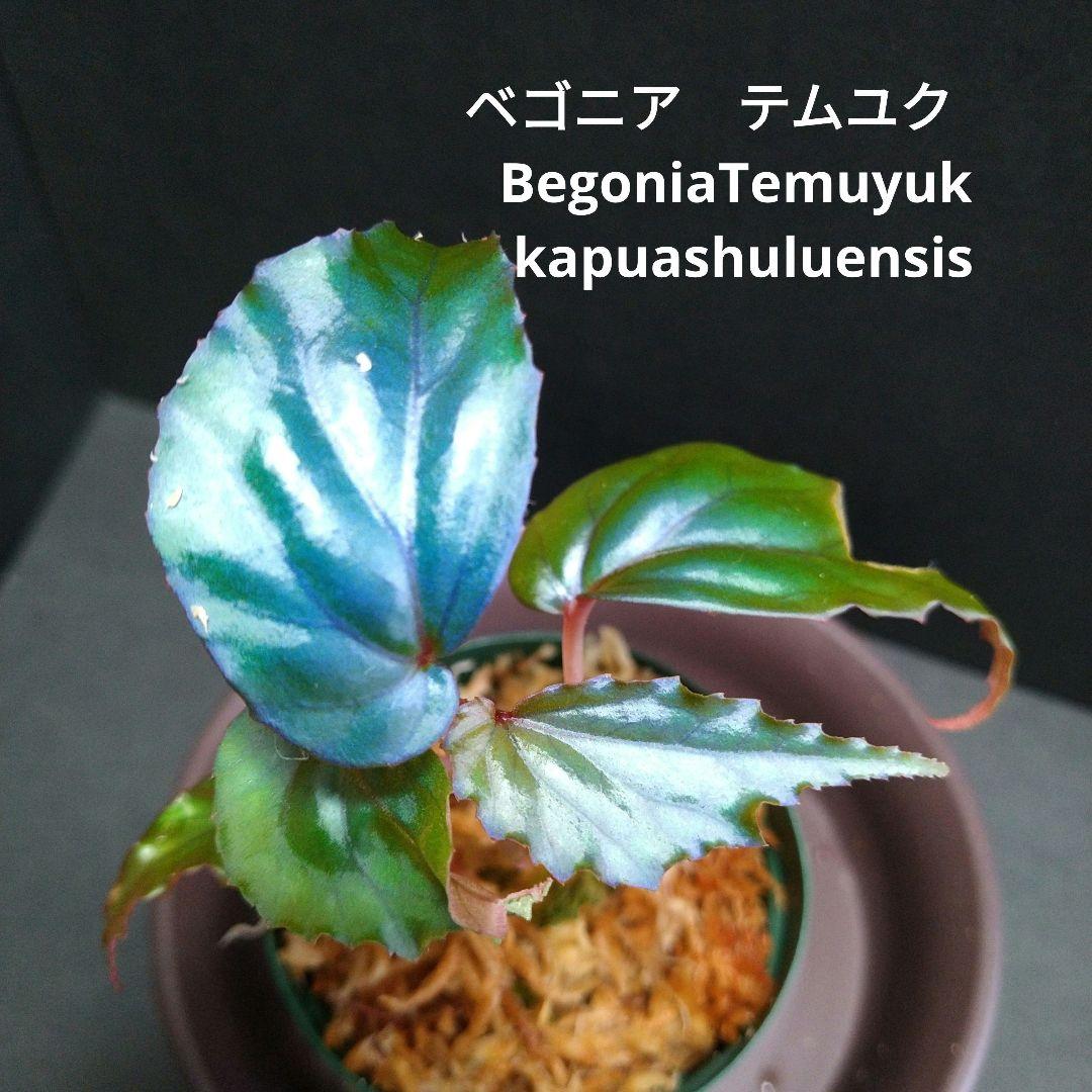 ベゴニア テムユク BegoniaTemuyuk - メルカリ
