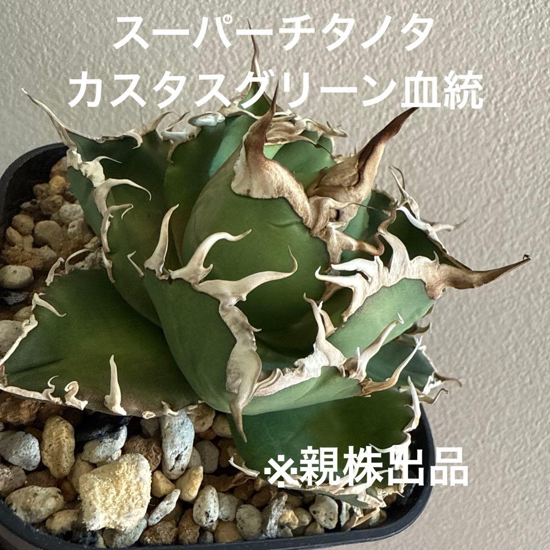 引越しセール！泣きのコレクション出品！ アガベ スーパーチタノタ 親株