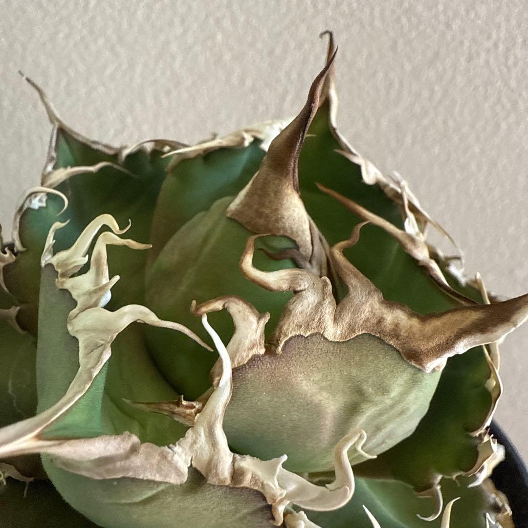 引越しセール！泣きのコレクション出品！ アガベ スーパーチタノタ