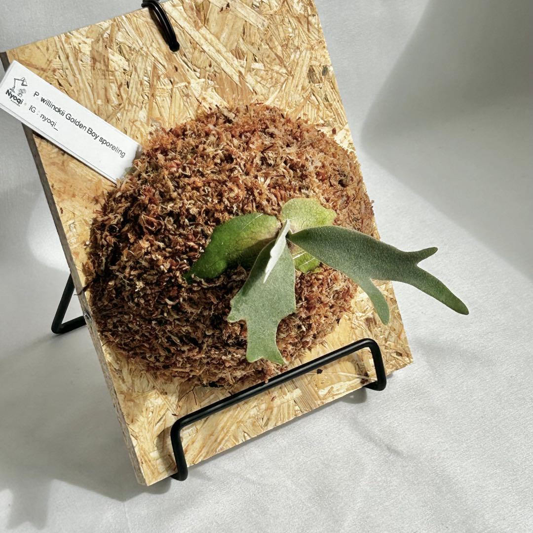 P. wilinckii Golden Boy spore【12】 - メルカリ