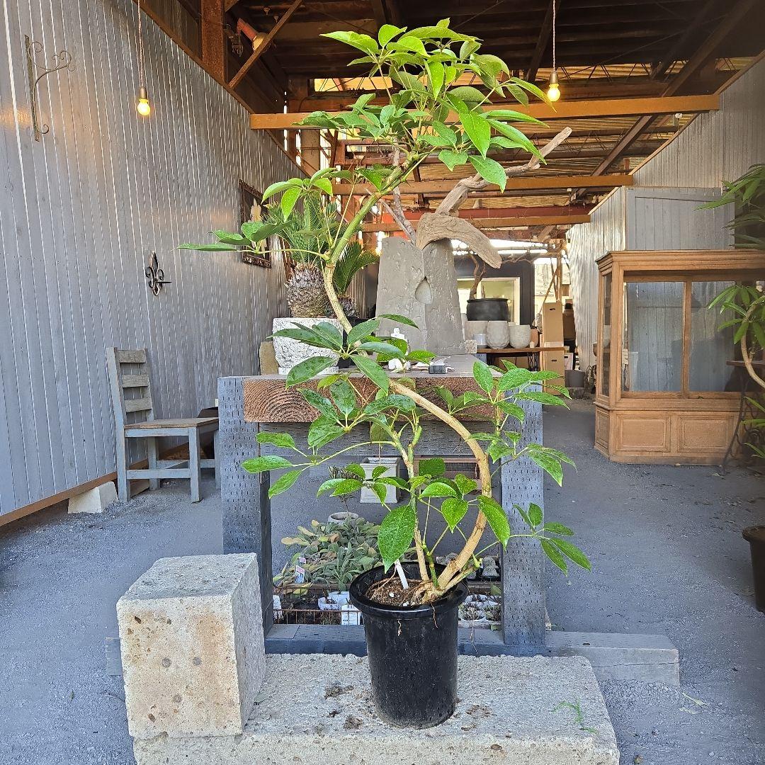 ⑤　シェフレラ　チェンマイ　曲がり仕立て8号特大苗木最高等級極上品‼️ シェフレラ チェンマイ【現品】☆希少☆ 観葉植物 室内 大型 その他