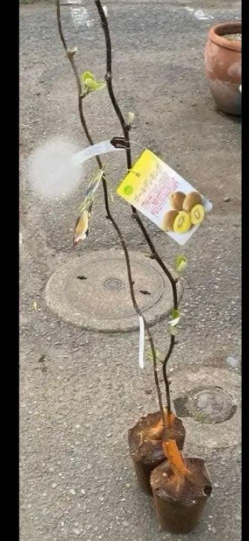 ジダン2キウイ　ゴールデンキウイ、孫悟空　香緑セット