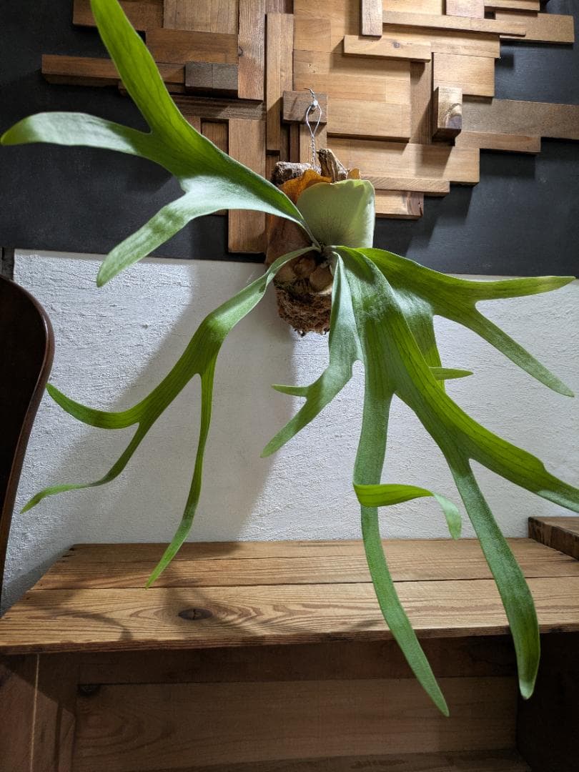 ハナ様ご依頼分プラティケリウム アルシコルネ＋チャイナビーン＋ヘテロクラダ