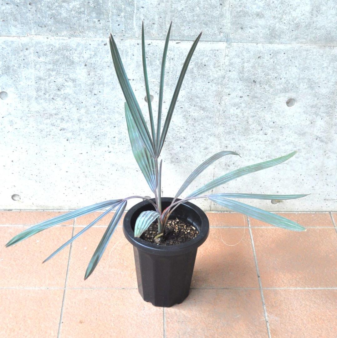 ビスマルキア 8号