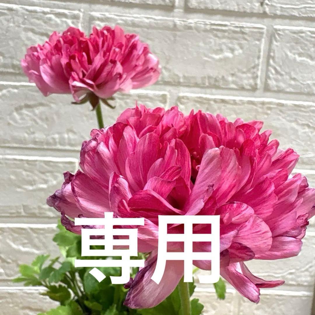 ako325ラナンキュラスラックス♡イカロス他計8点♡メルカリ便