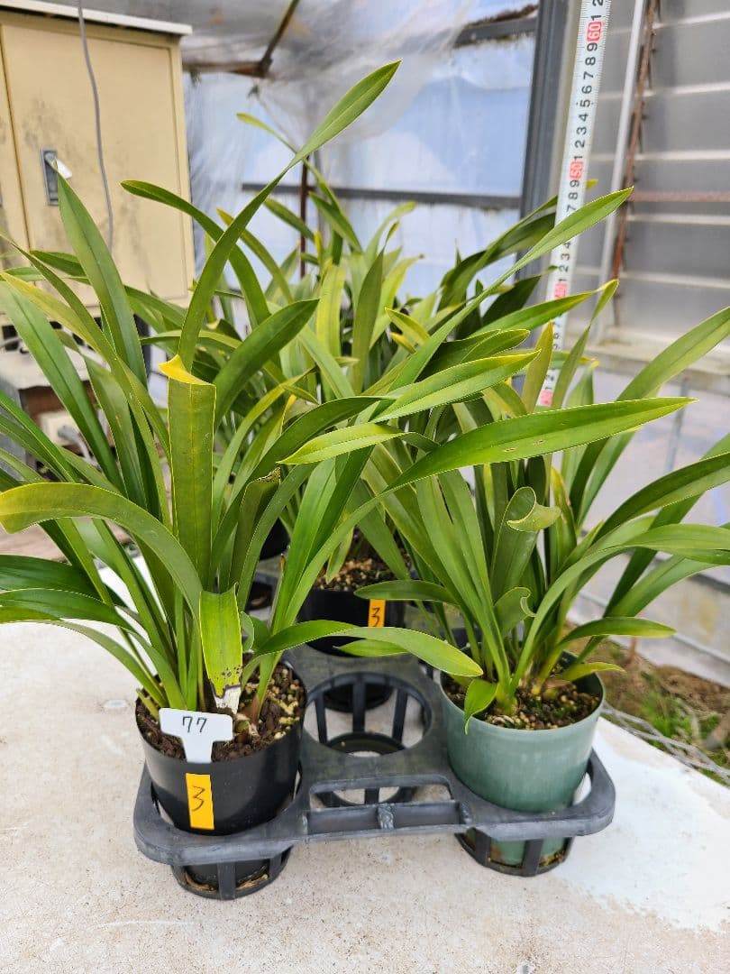 ミスマフェット。花芽3個。5鉢セット。蜜蜂誘引蘭。日本蜜蜂 - メルカリ