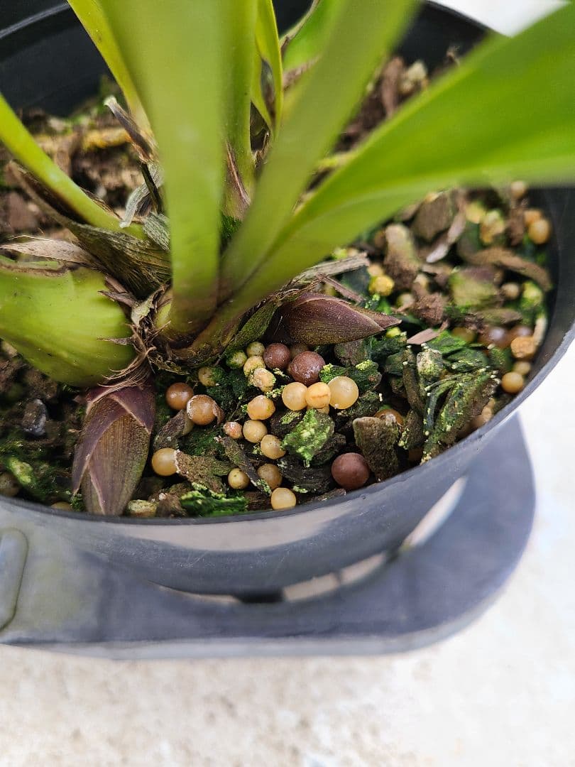 ミスマフェット。花芽3個。5鉢セット。蜜蜂誘引蘭。日本蜜蜂 - メルカリ