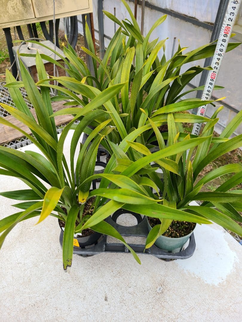 ミスマフェット。花芽3個。5鉢セット。蜜蜂誘引蘭。日本蜜蜂 - メルカリ