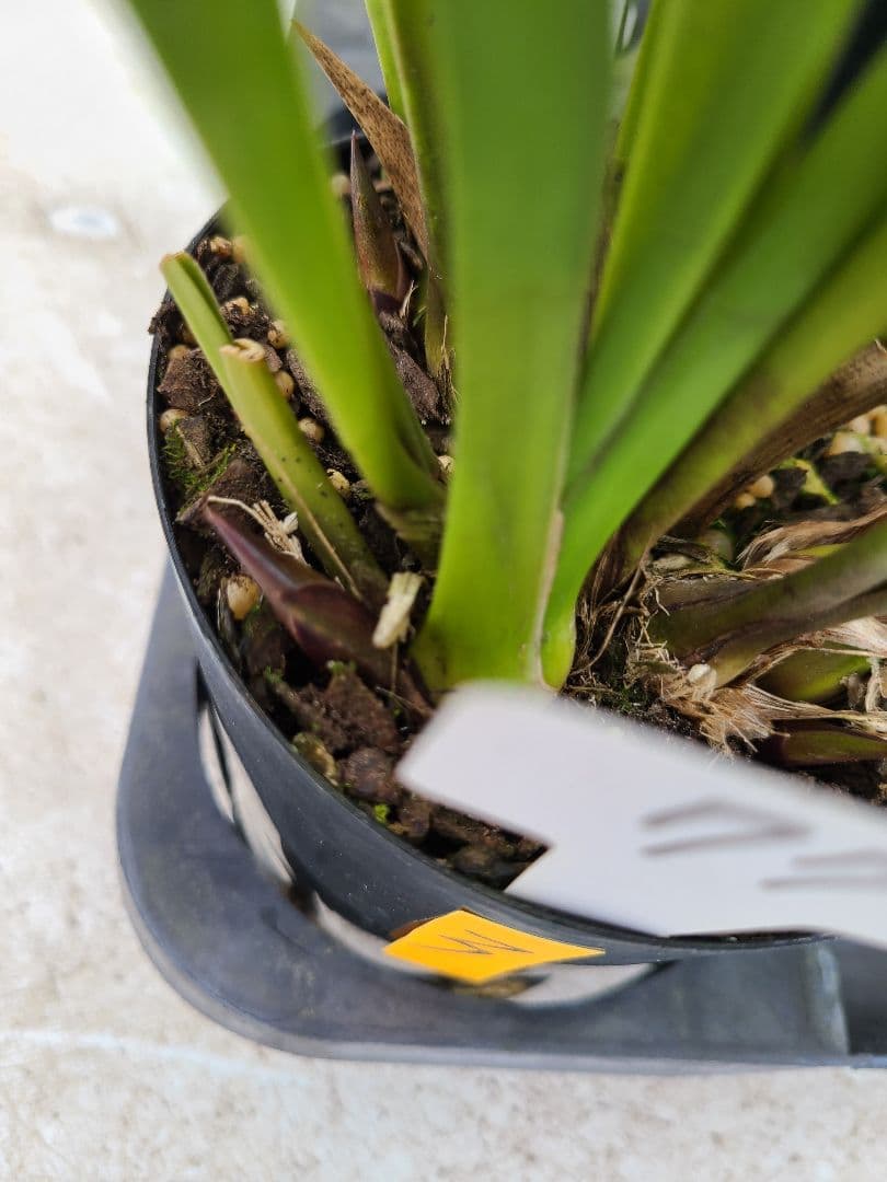 ミスマフェット。花芽3個。5鉢セット。蜜蜂誘引蘭。日本蜜蜂 - メルカリ