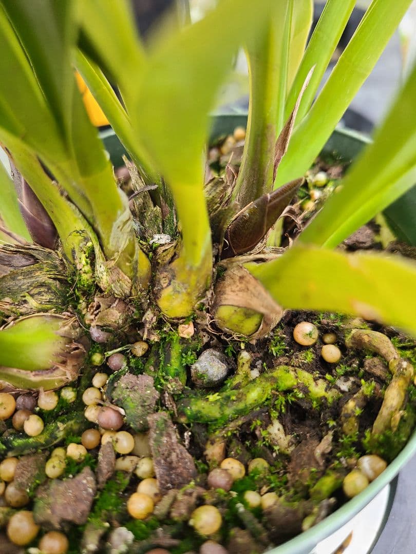 ミスマフェット。花芽3個。5鉢セット。蜜蜂誘引蘭。日本蜜蜂 - メルカリ