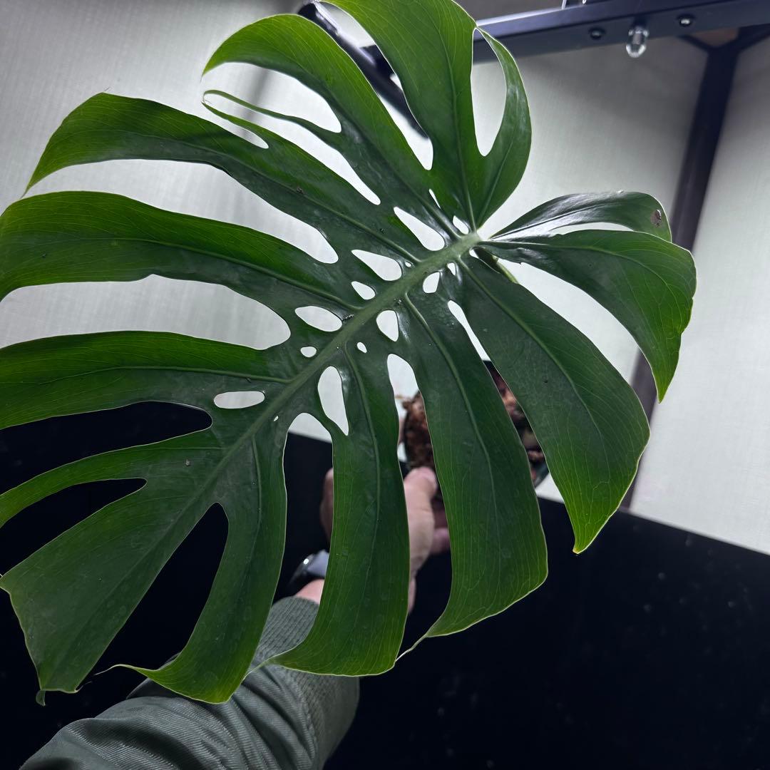 k*j様 モンステラデリシオーサマクロコズム超希少系統鉢植え47㎝