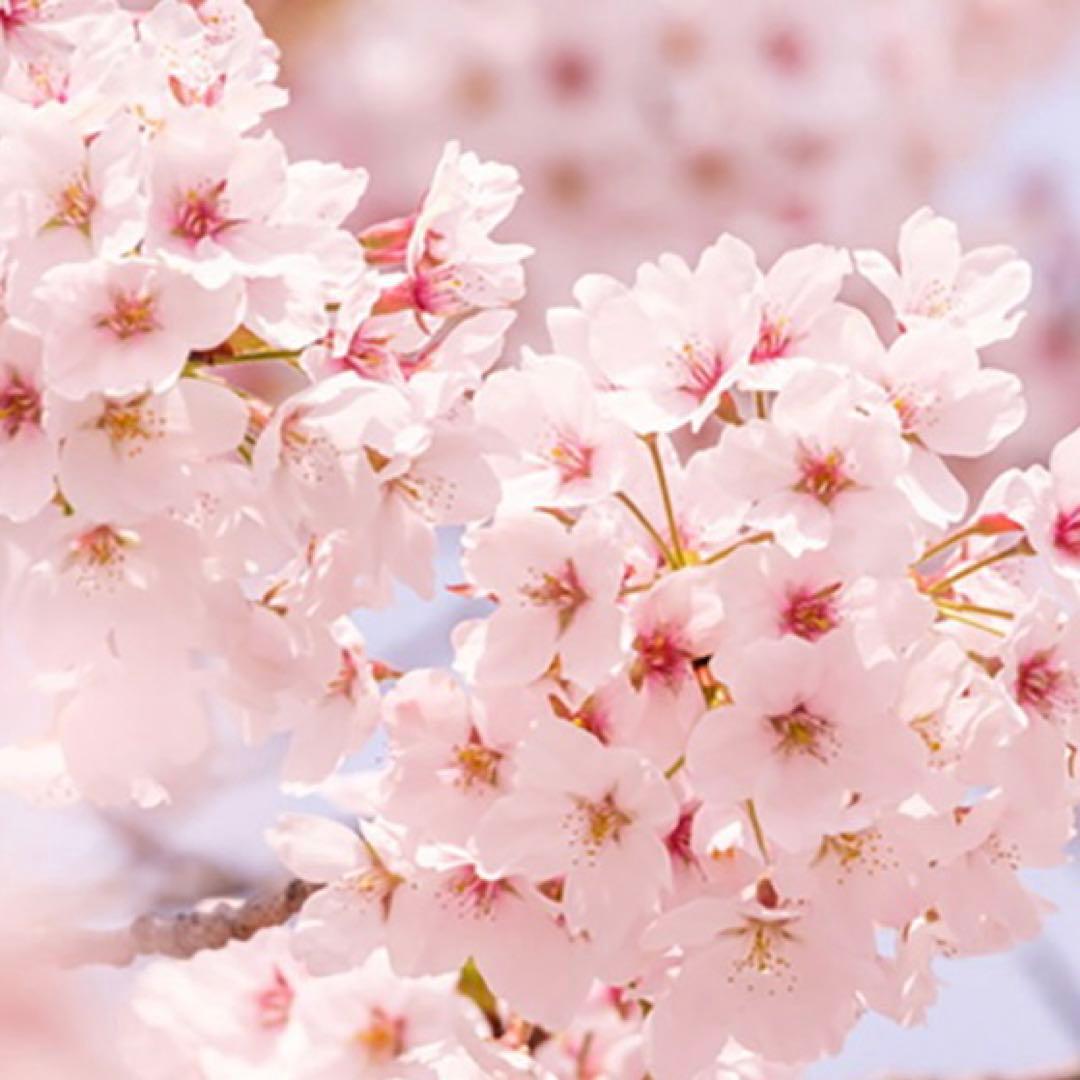 milkyマリリン様用 DIESEL 1969D-EBBEYフレアデニム W24