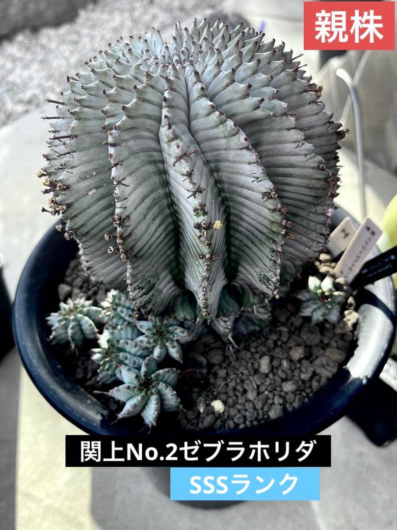 ま*ゃ様 ユーフォルビアホリダ 関上No.2ゼブラホリダ 純血統 カキ子