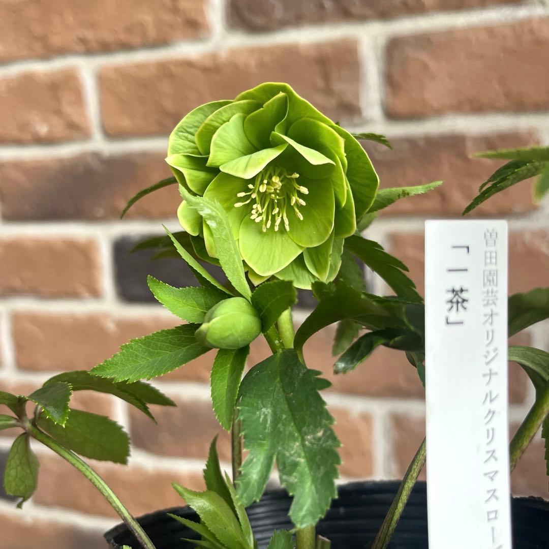 クリスマスローズ　一茶　認定　曽田園芸