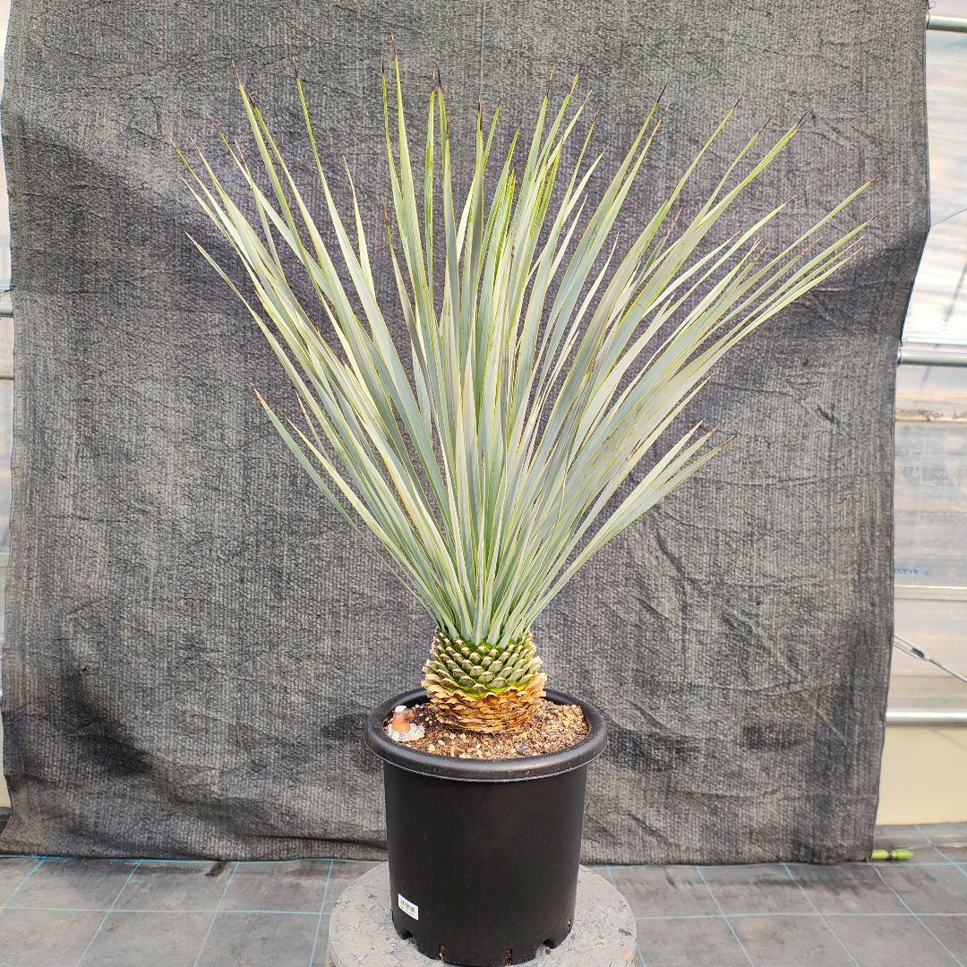 h*o様 ユッカ ロストラータ Hybrid No.2 楽天市場】数量限定 【ロストラータ ハイブリッド】ユッカ 耐寒性南