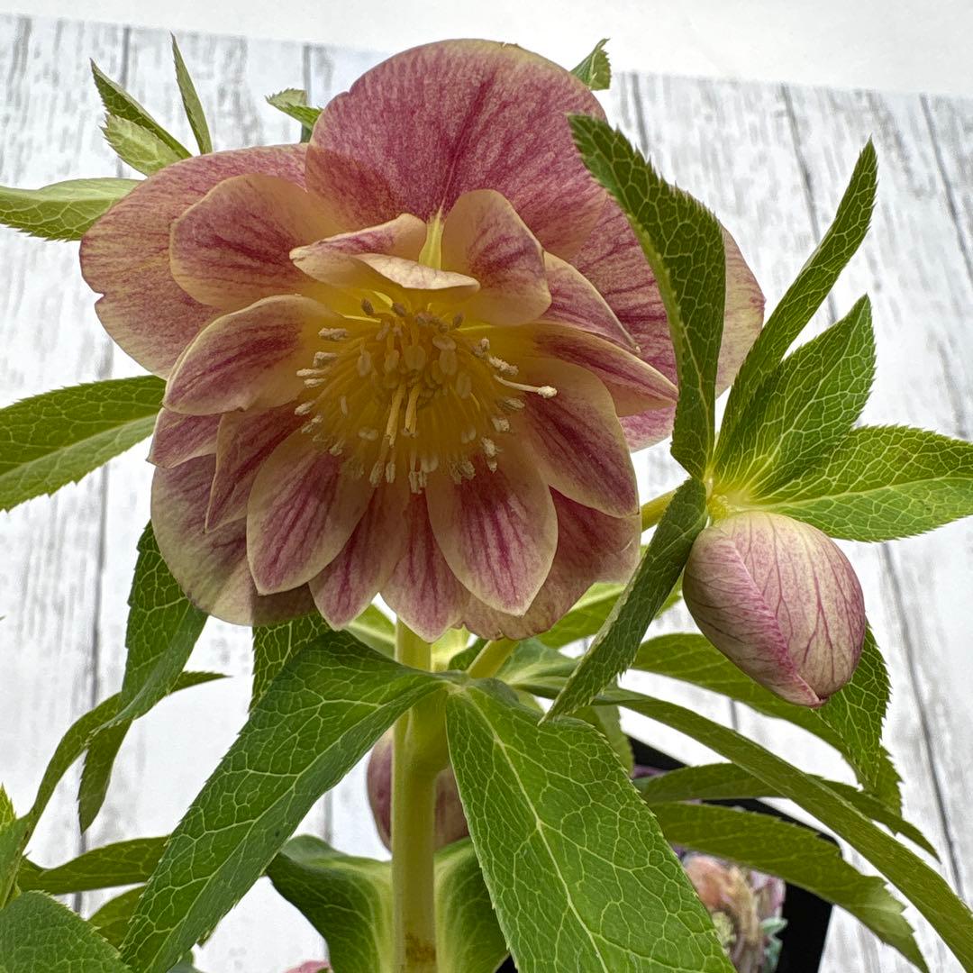 クリスマスローズ苗 ウィンターシンフォニー 蕾付きです