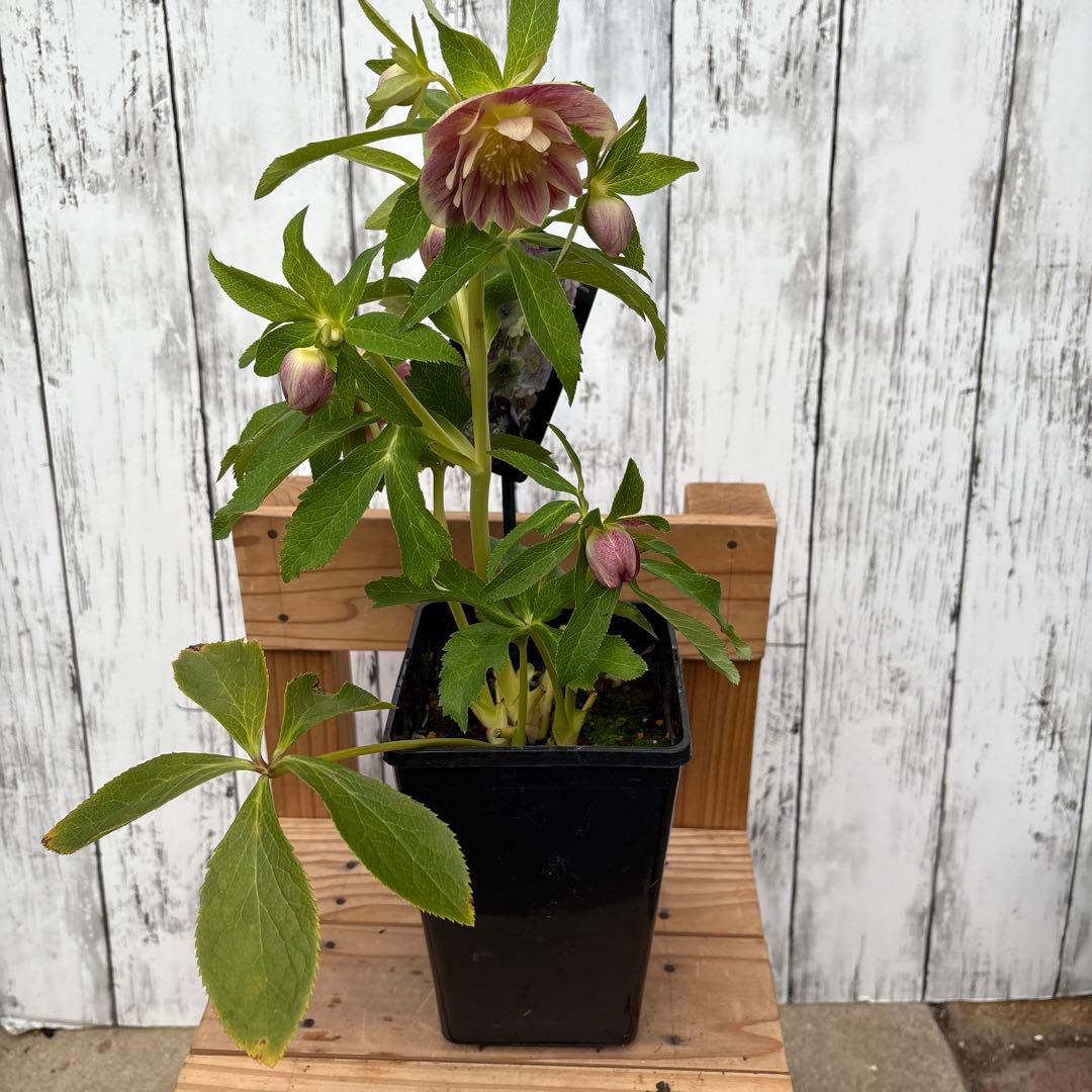 クリスマスローズ苗 ウィンターシンフォニー 蕾付きです