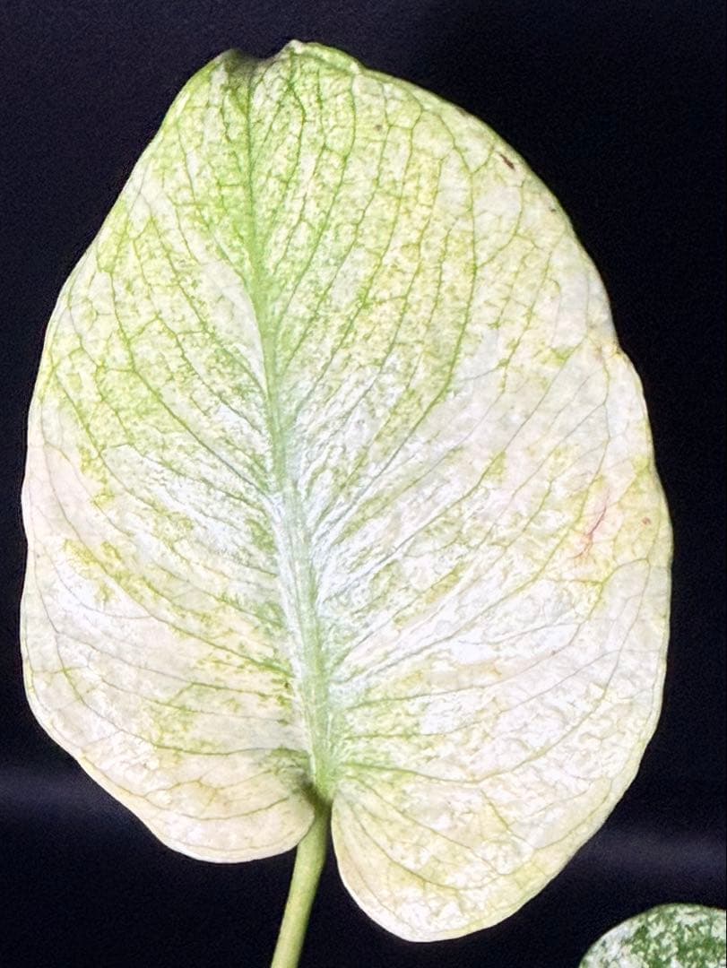 ホワイトモンスター天津蘭 モンステラ斑入り 速達付 - メルカリ