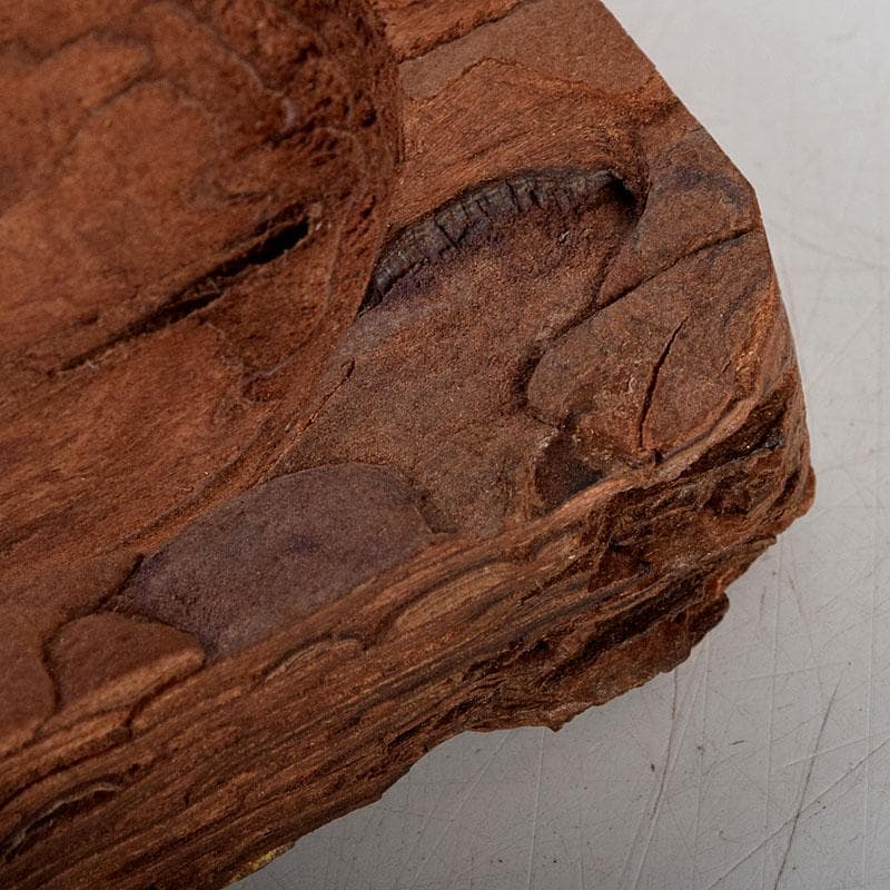 茶道具 松皮香合 表千家 十二代 宗左（惺斎）花押 共箱 V 8834 - メルカリ