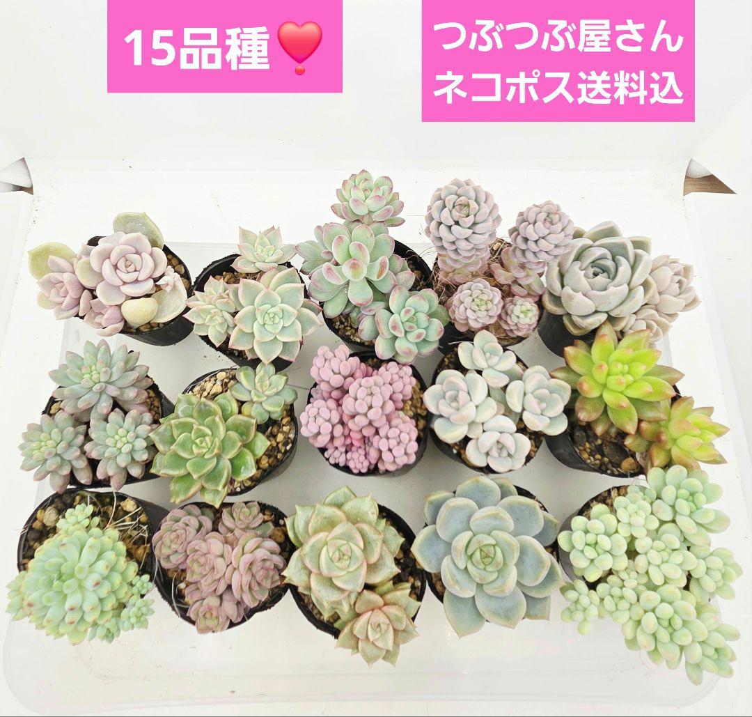 ㊸全15苗 つぶつぶ屋さん 萌牡丹❣️あられ❣️姫花火❣️発根済ネコポス込