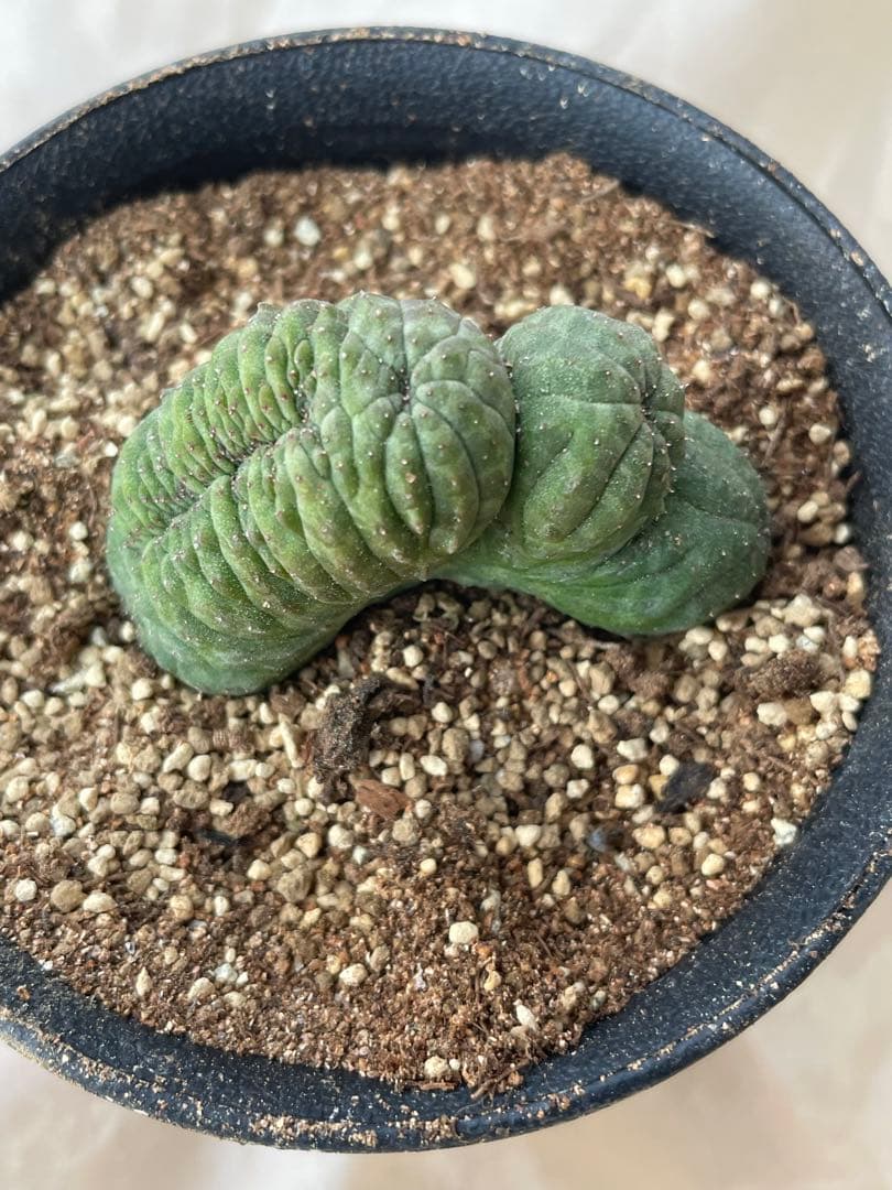 お値下げ依頼対応中です⭐️キャンセルも大丈夫です⭐️