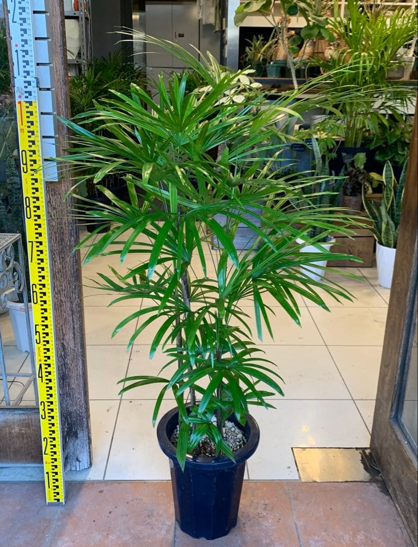 シュロチク 棕櫚竹 8号 6 Amazon｜観葉植物 棕櫚竹（シュロチク） 8号 【ブラウン鉢カバー付