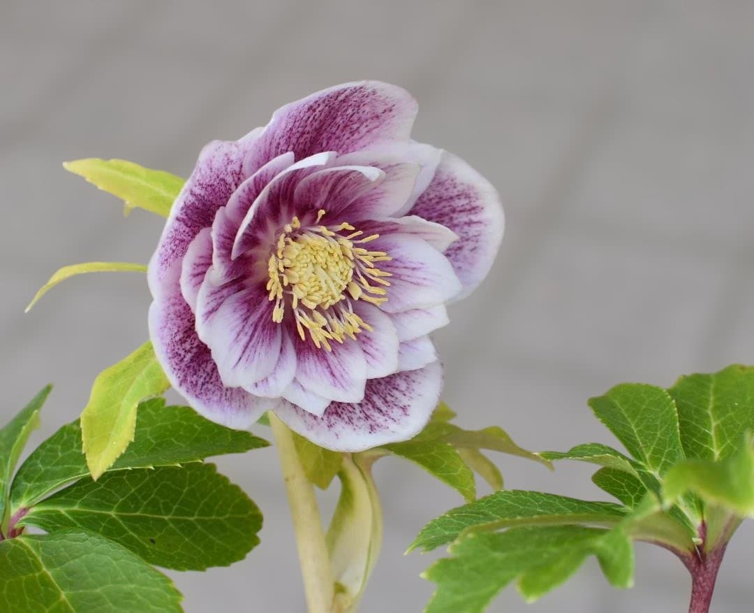 公認】 広瀬園芸 ソレイユ クリスマスローズ 開花株 - メルカリ