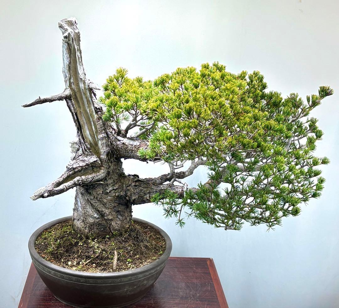 【九重】五葉松　盆栽