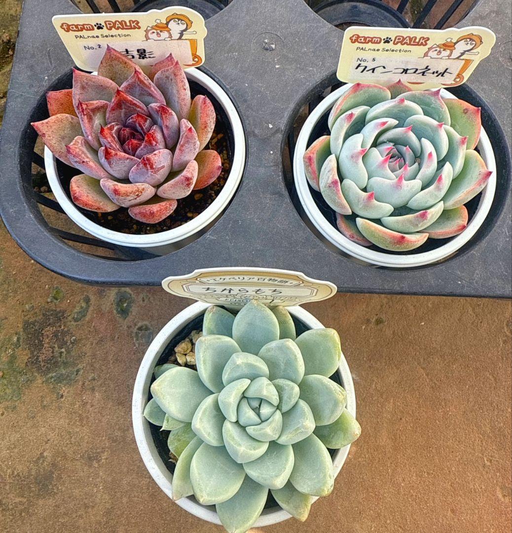 エケベリア３苗セット　farmPALK　オーズプランツ　ポットごと発送