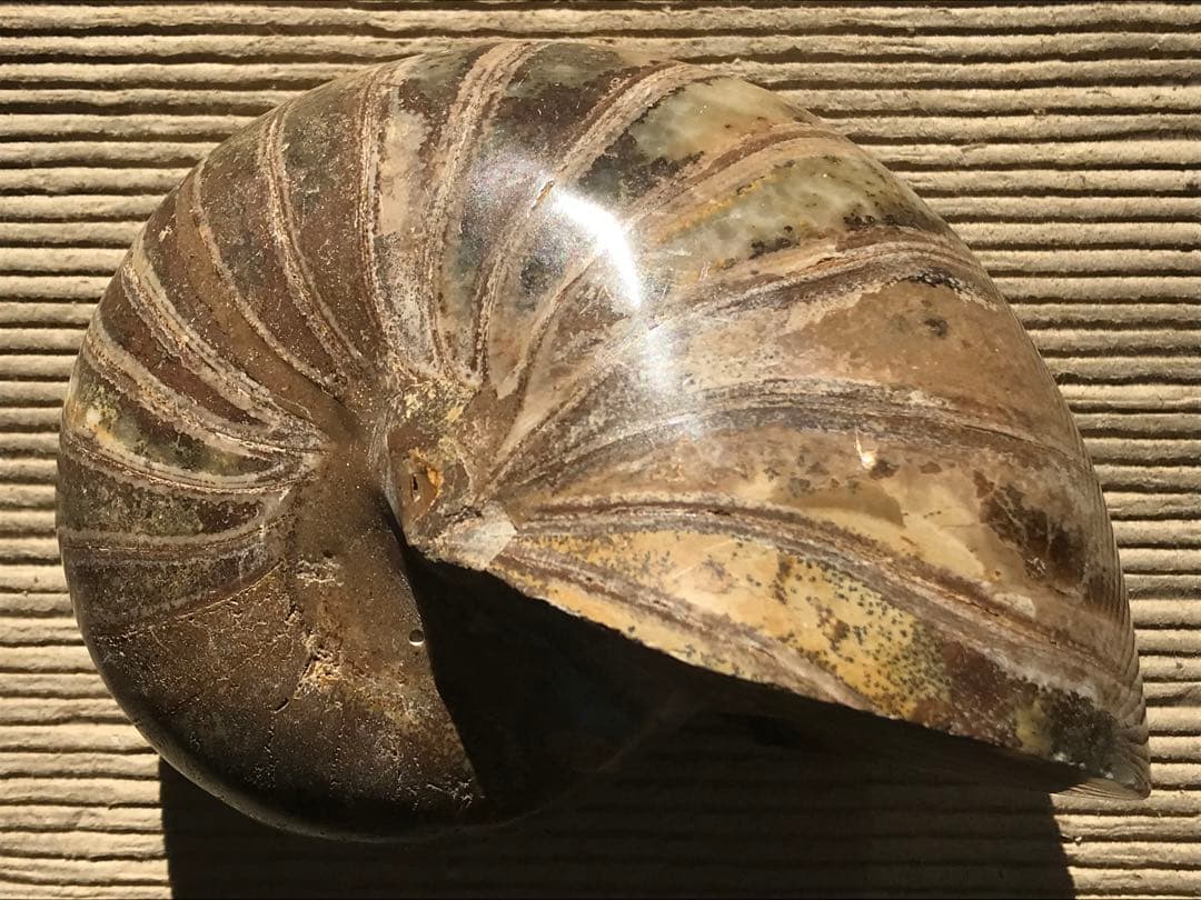 【特別価格】マダガスカル産　オウムガイ化石（ノーチラス・アンモナイト）大サイズ マダガスカル産オウムガイノーチラス・アンモナイト化石 未研磨個体 中