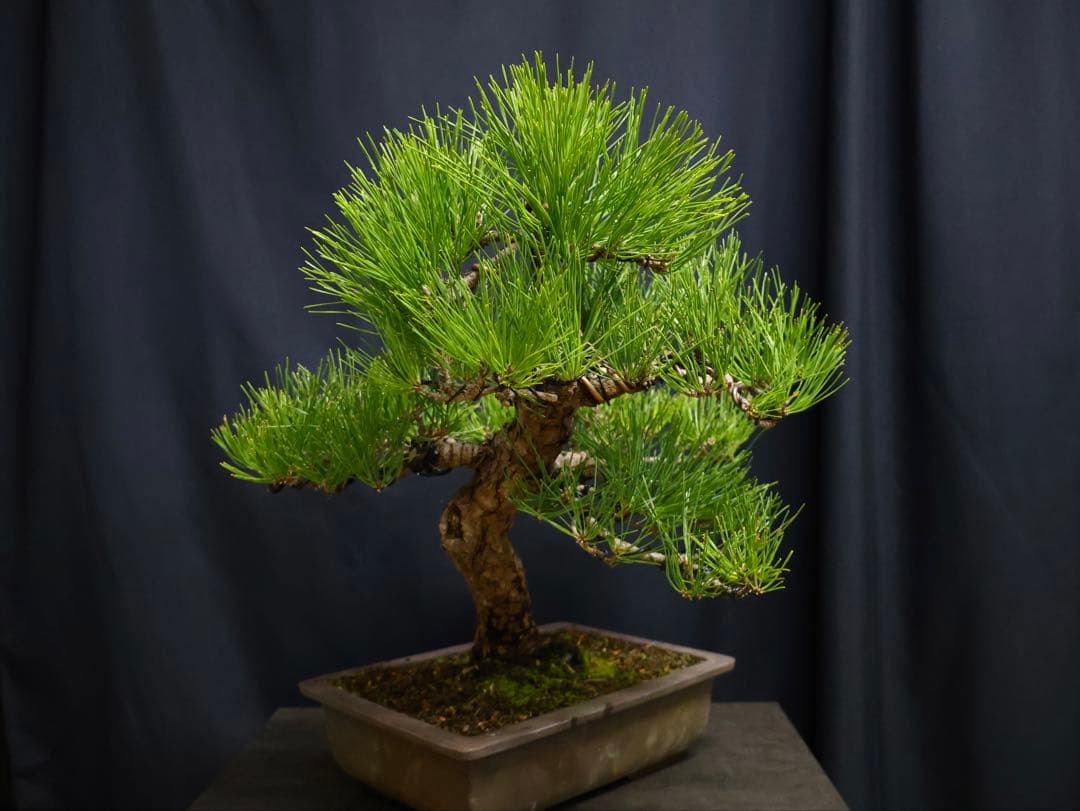 t*a様 フォロワー300人記念オークション　黒松　盆栽　古木　太幹　葉ぶり樹高