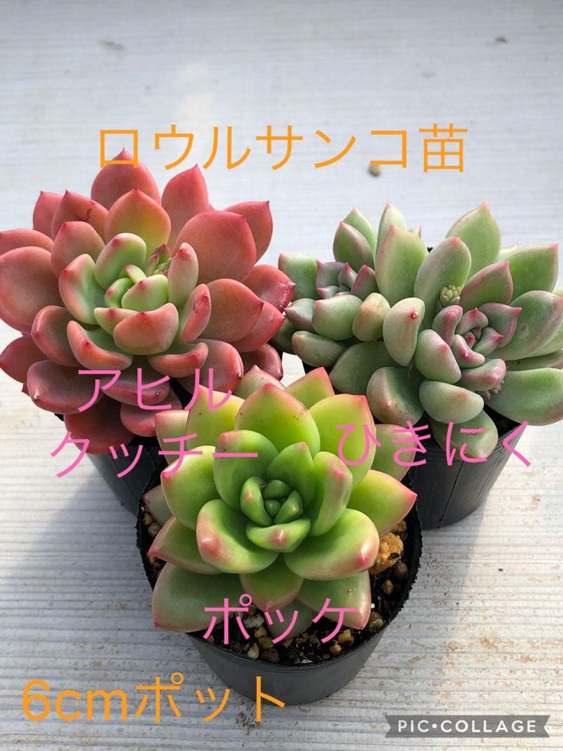 多肉植物 ロウルサンコ苗♡抜き苗セット - メルカリ