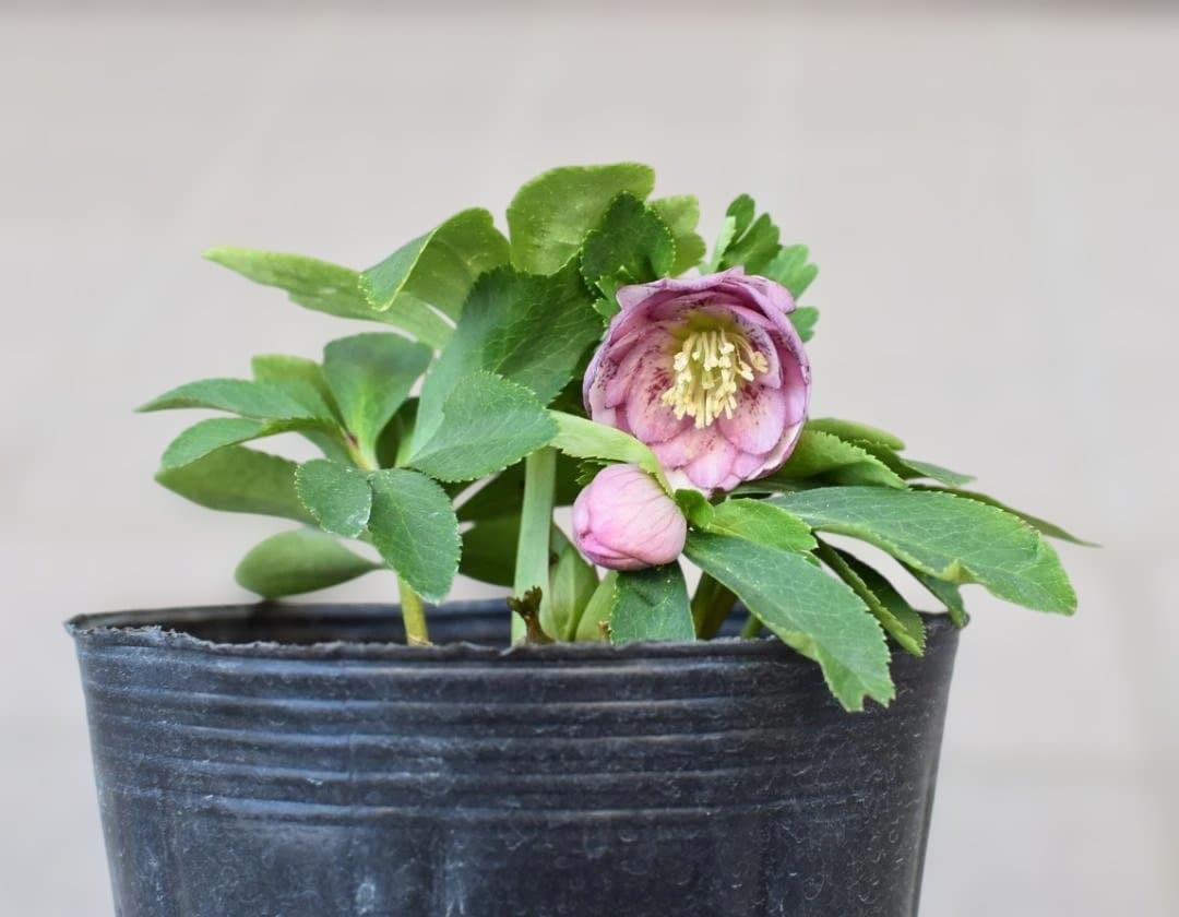 ま*か様 大木ナーサリー　デュメ系ブロッチhyb　クリスマスローズ　開花株 クリスマスローズ♡大木ナーサリー♡デュメ hyb♡未株分け夏越株