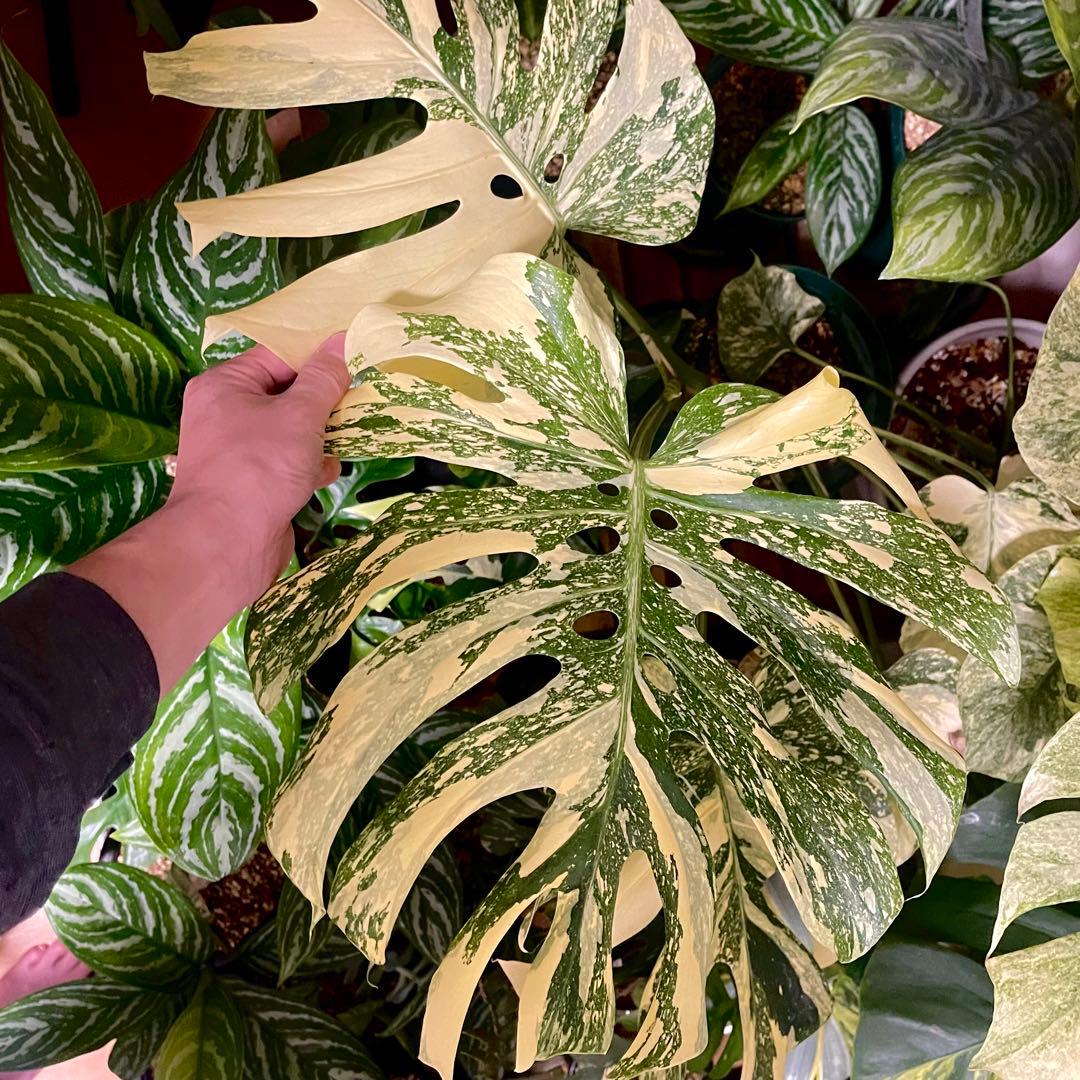 モンステラ デリシオーサ クリームブリュレ クレームブリュレ - メルカリ