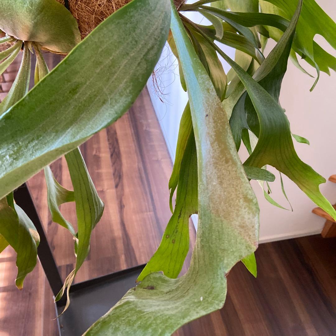 ビカクシダ 吊り鉢 大きめ 緑色 - メルカリ