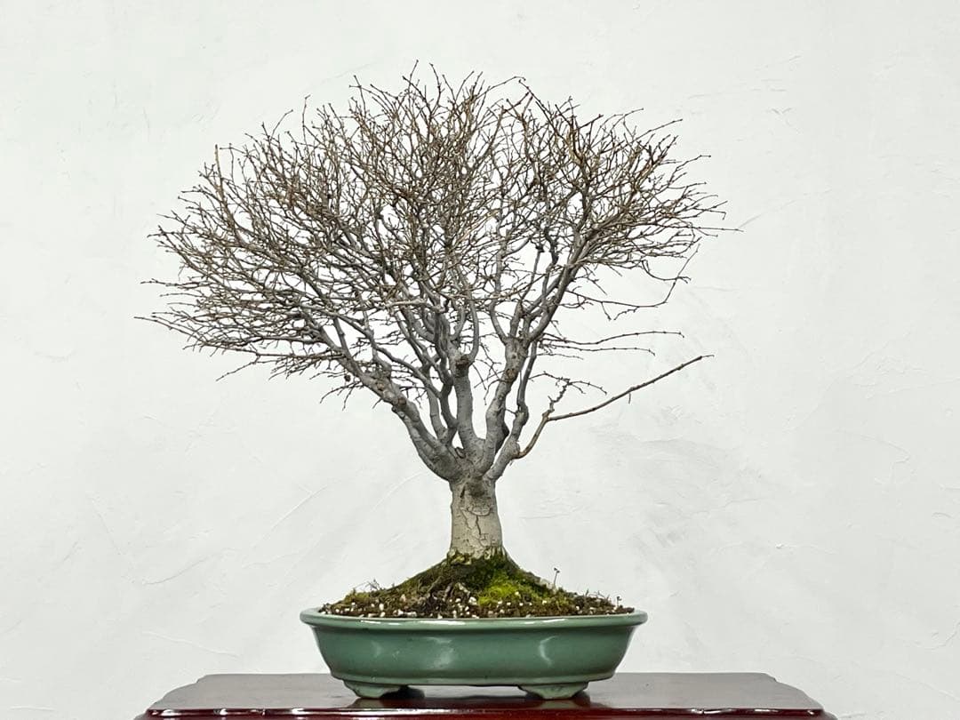 三河盆栽　ケヤキ　盆栽
