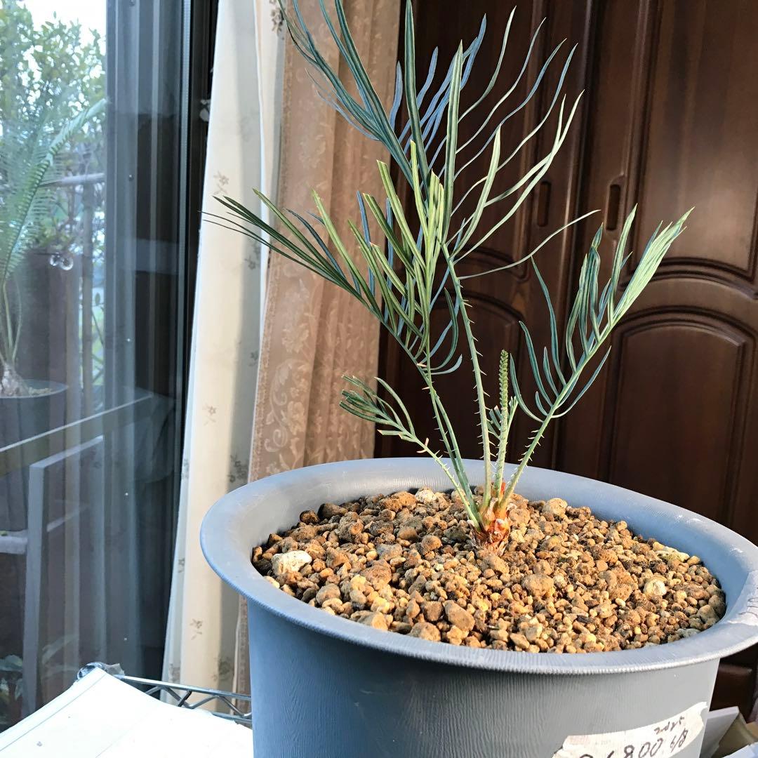 サイカスカイルンシアナ、オーストラリア原産、希少品種