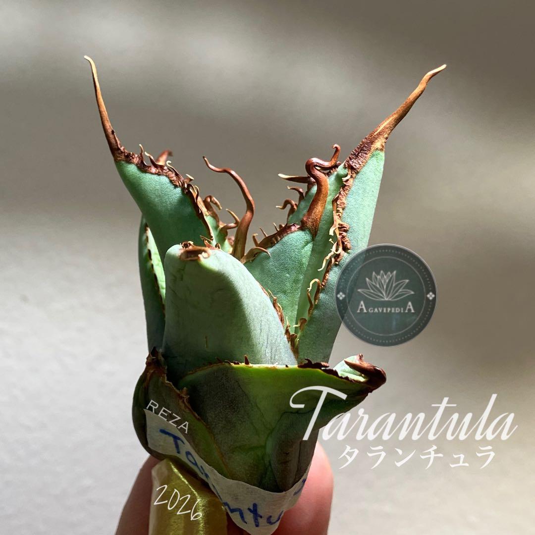 K*i様 【初売りオークション】71 REZA産　特選　長棘　アガベ　TARAN