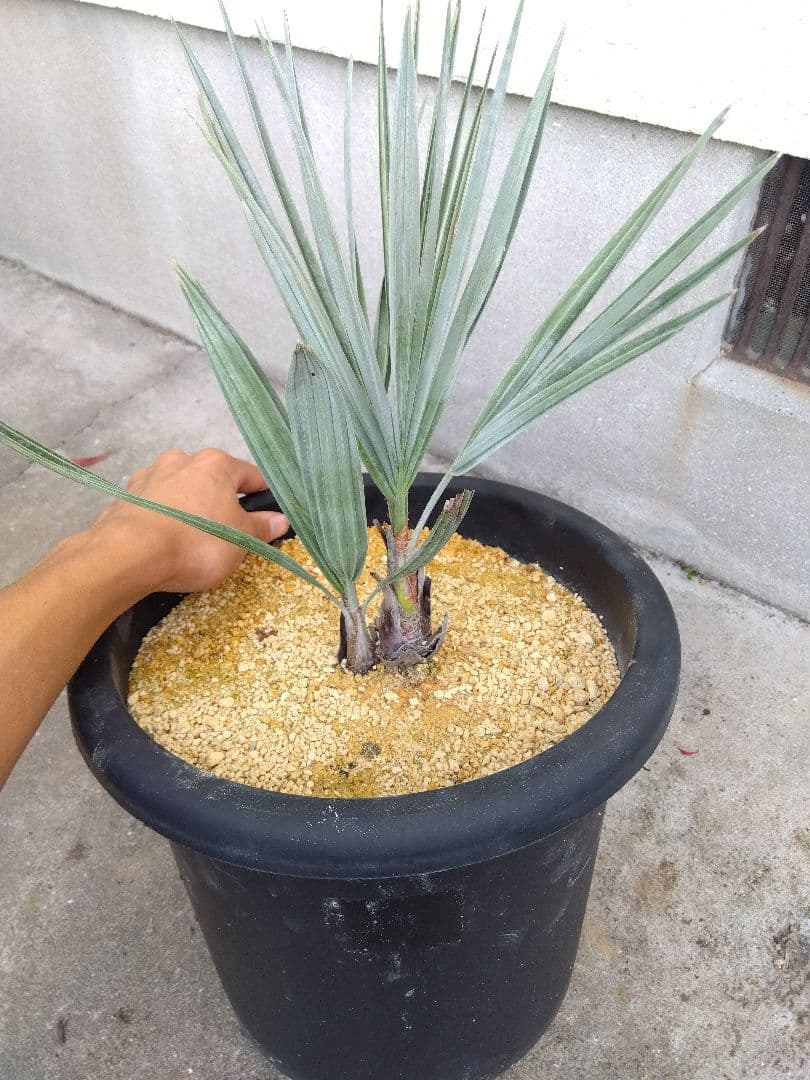 ブラヘアアルマータ　10号鉢つき　ダブル❗　①