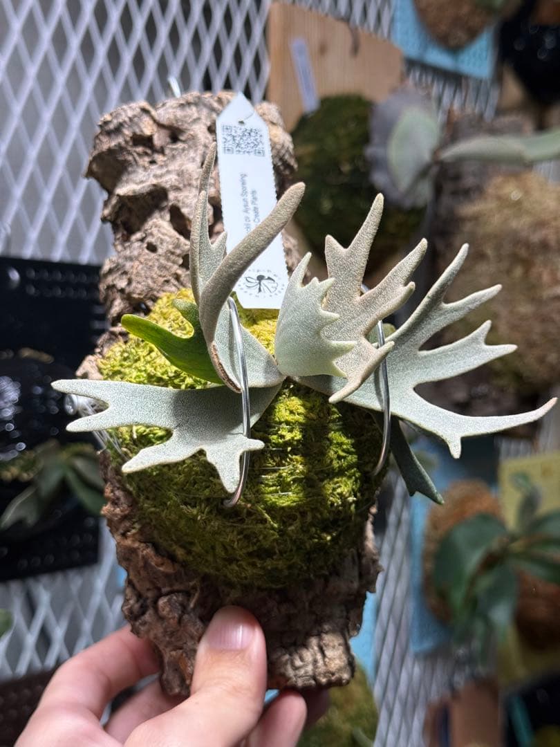 p.willinckii aysun sporeling - メルカリ