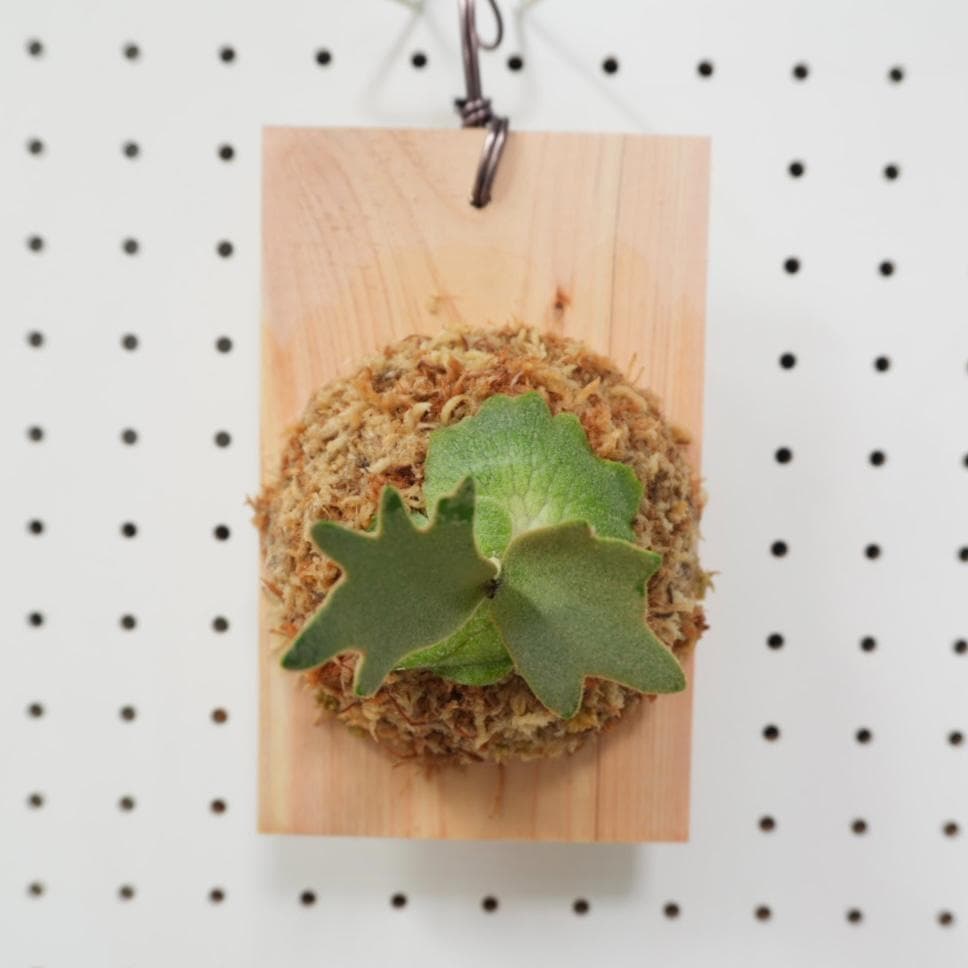 ビカクシダ YMDS ウィリンキー系 イエロームーンドワーフ スポア Y-11