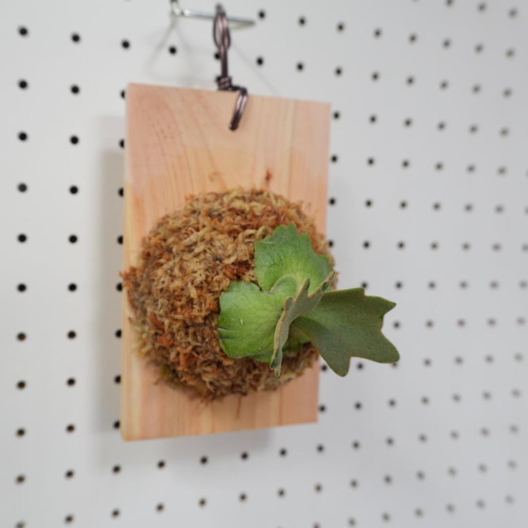 ビカクシダ YMDS ウィリンキー系 イエロームーンドワーフ スポア Y-11