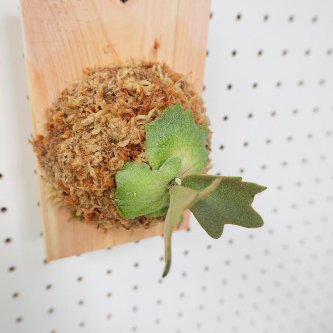 ビカクシダ YMDS ウィリンキー系 イエロームーンドワーフ スポア Y-11