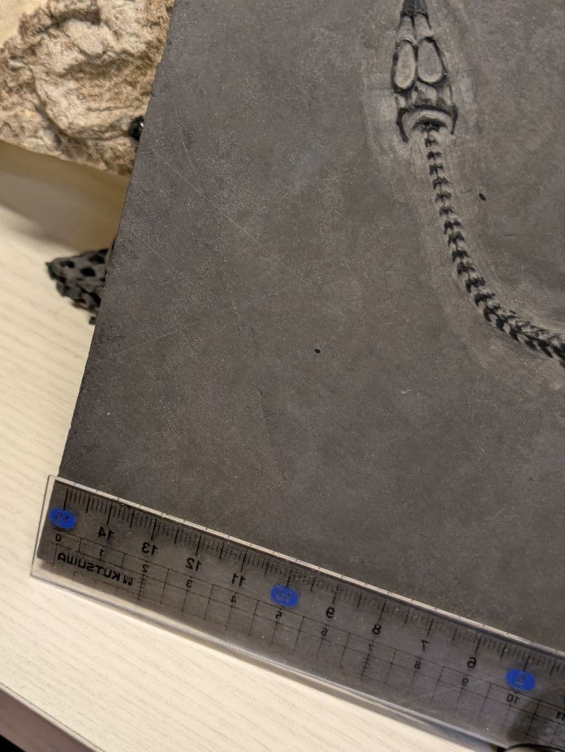 ケイチョウサウルス 化石 博物館級 地学 標本 - メルカリ