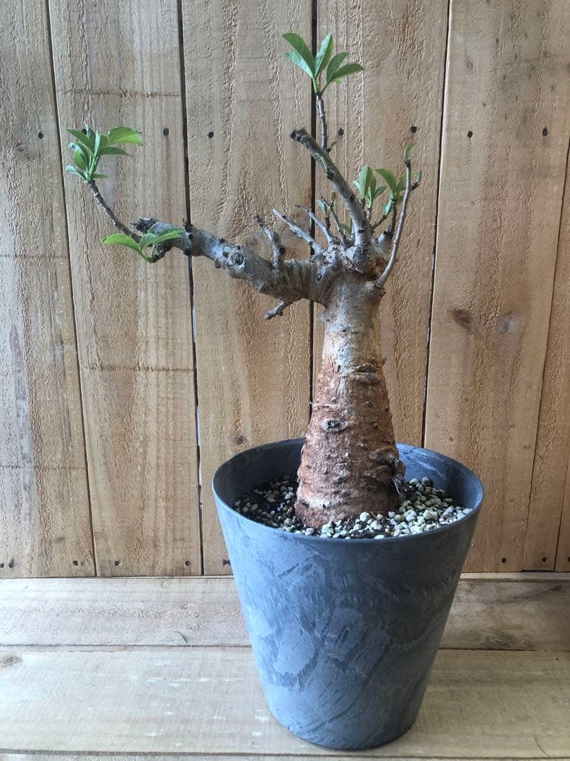 ✨バオバブの木 アダンソニアディギタータ 抜苗 セネガル 星の王子さま