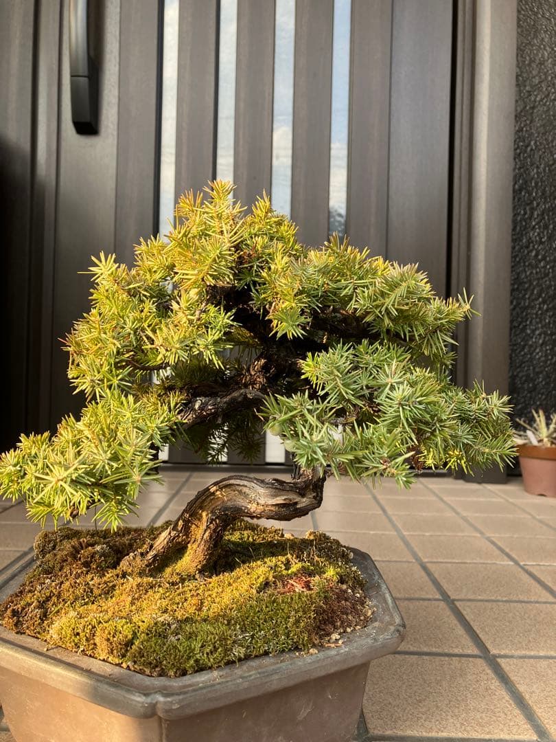 ◉杜松盆栽　究極の逸品　幹の曲と美しい樹形が超魅力！　　大特価！早いもの勝ち